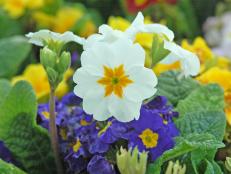 Primrose comes from the Latin word for first, and these easy-to-grow beauties are among the first flowers to bloom in spring.