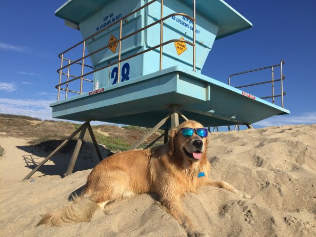 Dog lying on the beach