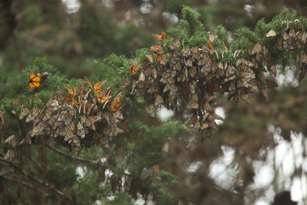 Monarch Butterflies On Monterey Cypress