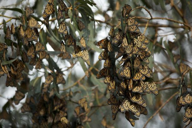Monarch Butterflies On Eucalyptus Tree