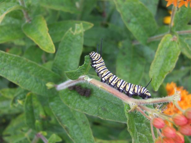 Caterpillar Eating Leaf