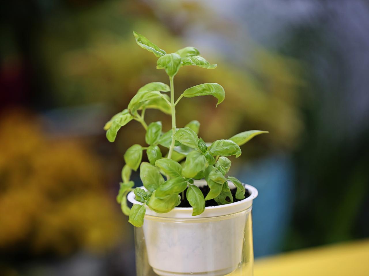 How to Make a Hydroponic Garden in a Jar HGTV