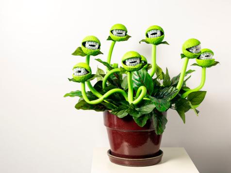 Halloween Decor: Turn a Peaceful Plant Into a Man-Eating Monster