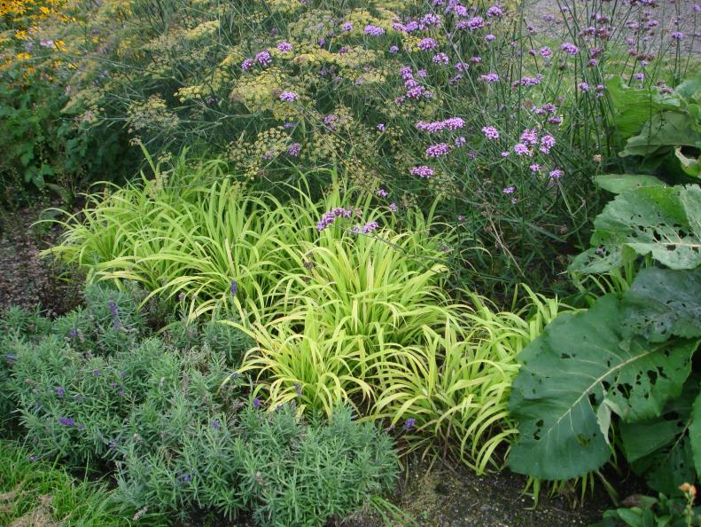 Grass Milium ColorGrass ‘Flashlights’