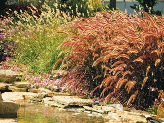 Purple Fountain Grass And Chinese Fountain Grass
