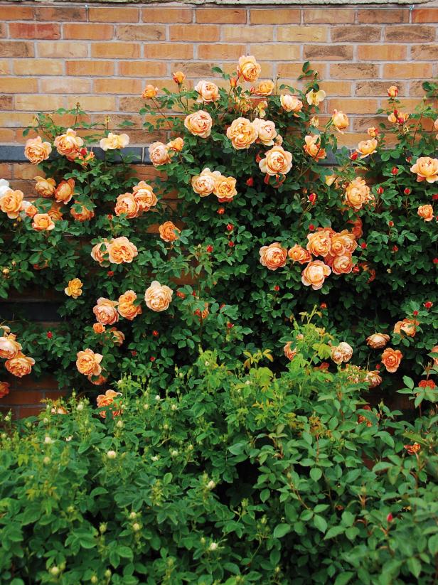 thornless climbing roses shade tolerant