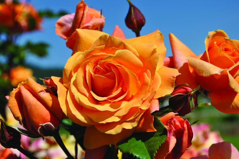 'Tangerine Skies' Climbing Rose