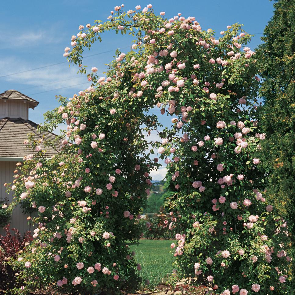 10 beautiful, easy-to-grow climbing roses for your garden | hgtv