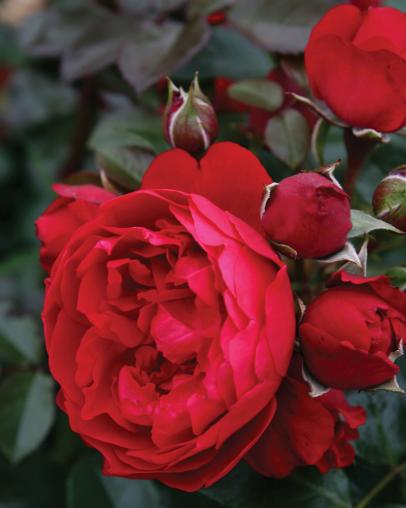 10 Beautiful Easy To Grow Climbing Roses For Your Garden Hgtv