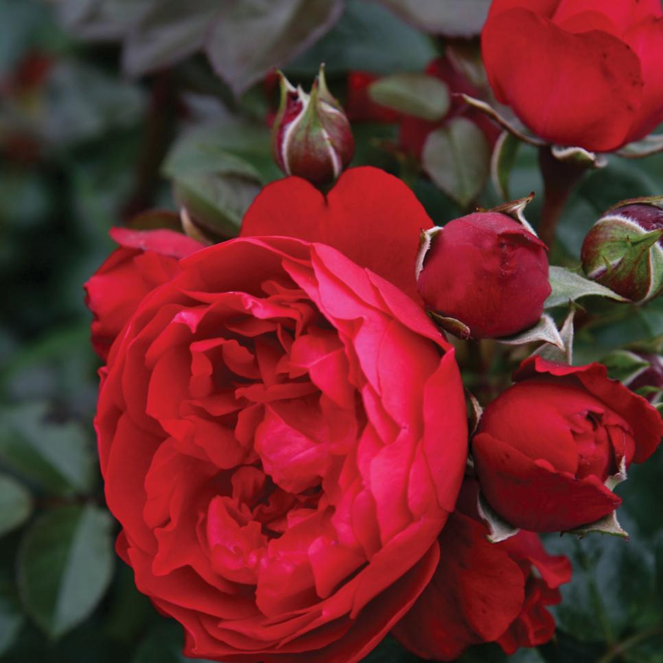10个漂亮,容易生长爬| HGTV玫瑰为你的花园 - 必赢彩票app软件