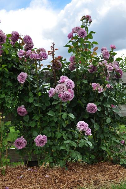 10 Beautiful Easy To Grow Climbing Roses For Your Garden Hgtv