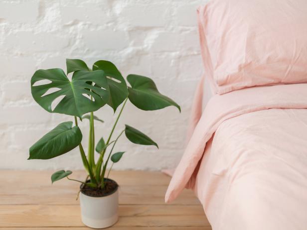 21 Indoor Plants For Low Light Best Houseplants That Thrive In Shade Hgtv