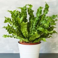 Bird's Nest Fern Asplenium nidus
