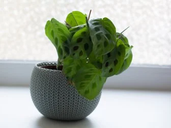 Prayer Plant Maranta leuconeura in a pot.