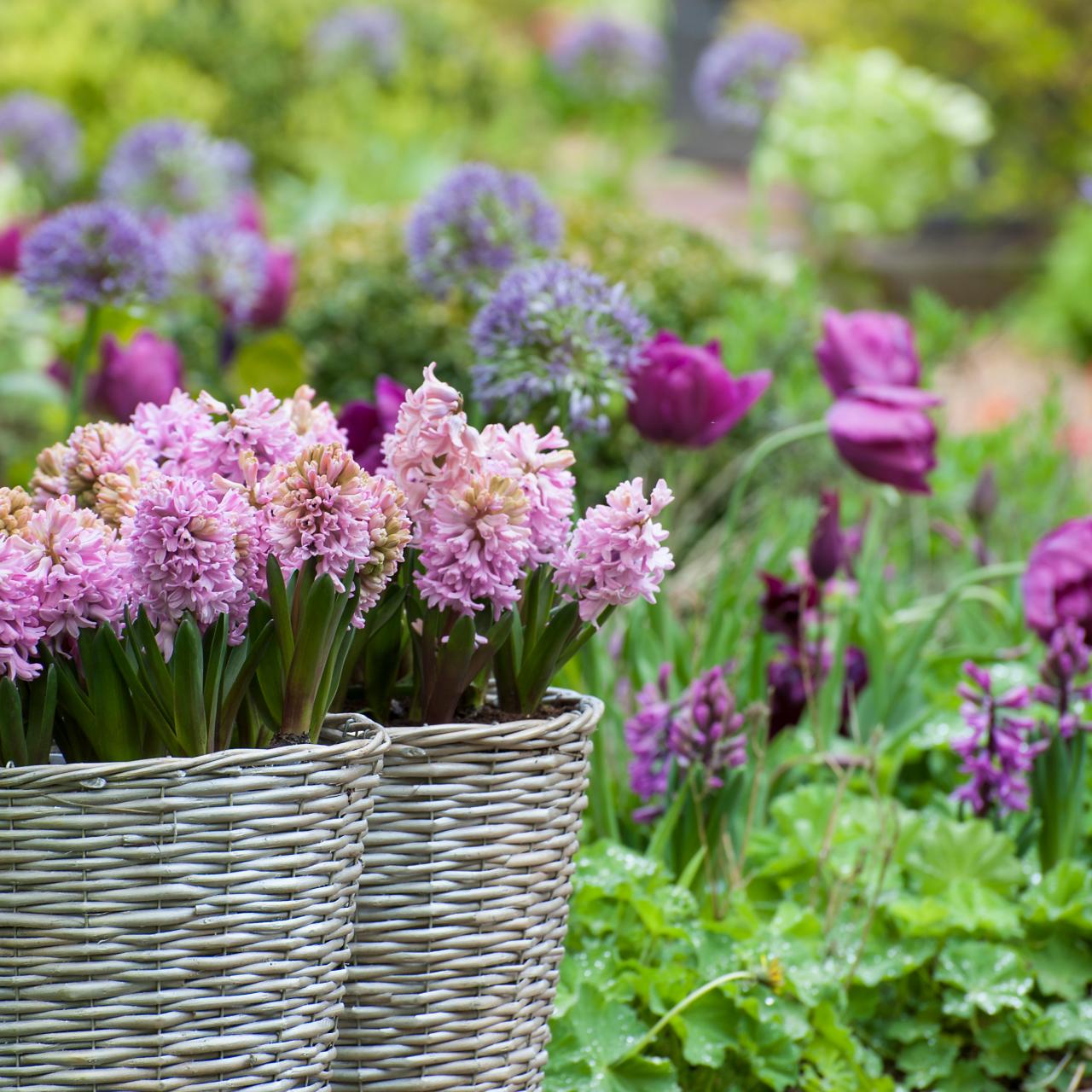 15 Outdoor Plants That Smell Amazing