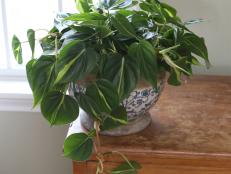 Air Purifying Houseplant