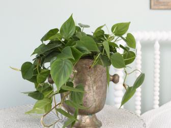 Air Purifying Houseplant