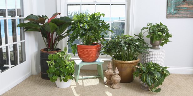 Houseplants By Window