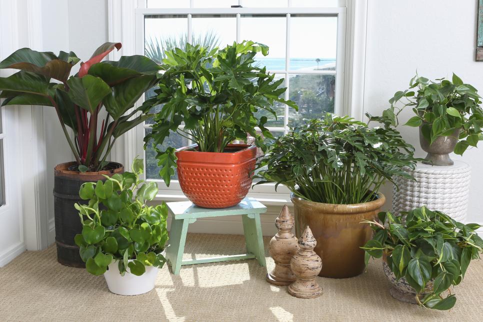 Philodendrons Offer Variety
