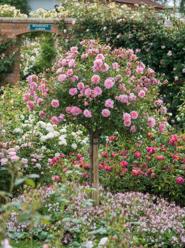 rose garden design layout Rbg: canada day weekend includes early roses ...