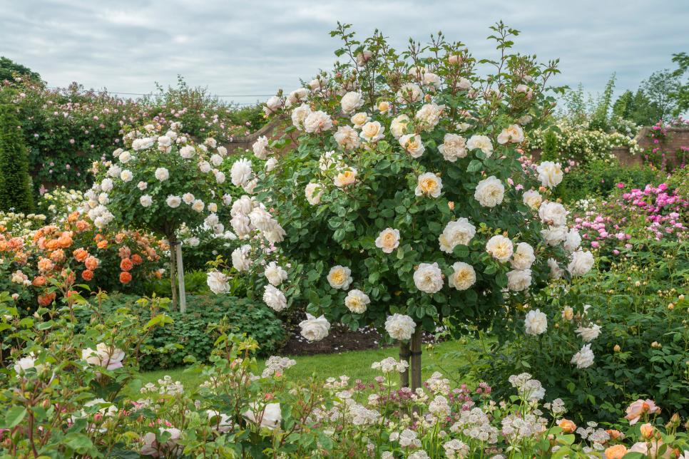 Rose Garden Design Tips | HGTV