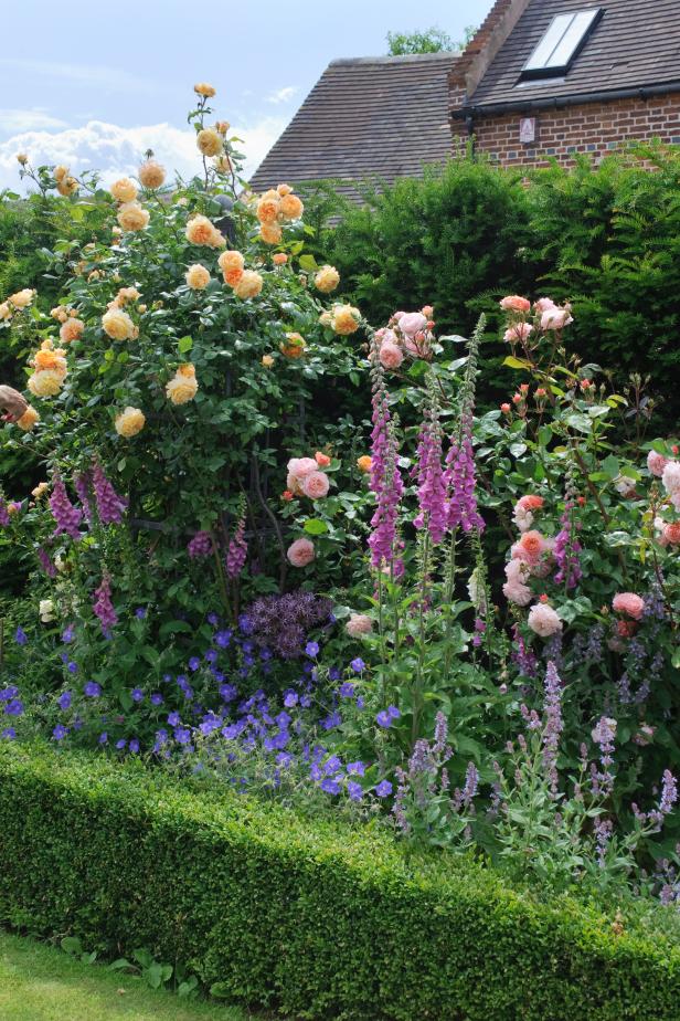 foxgloves with English rose 'Crown Princess Margareta'