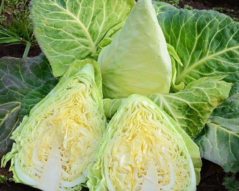 Cabbage 'Murdoc'