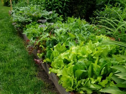 Where to Plant Lettuce in Garden: Best Spots Revealed