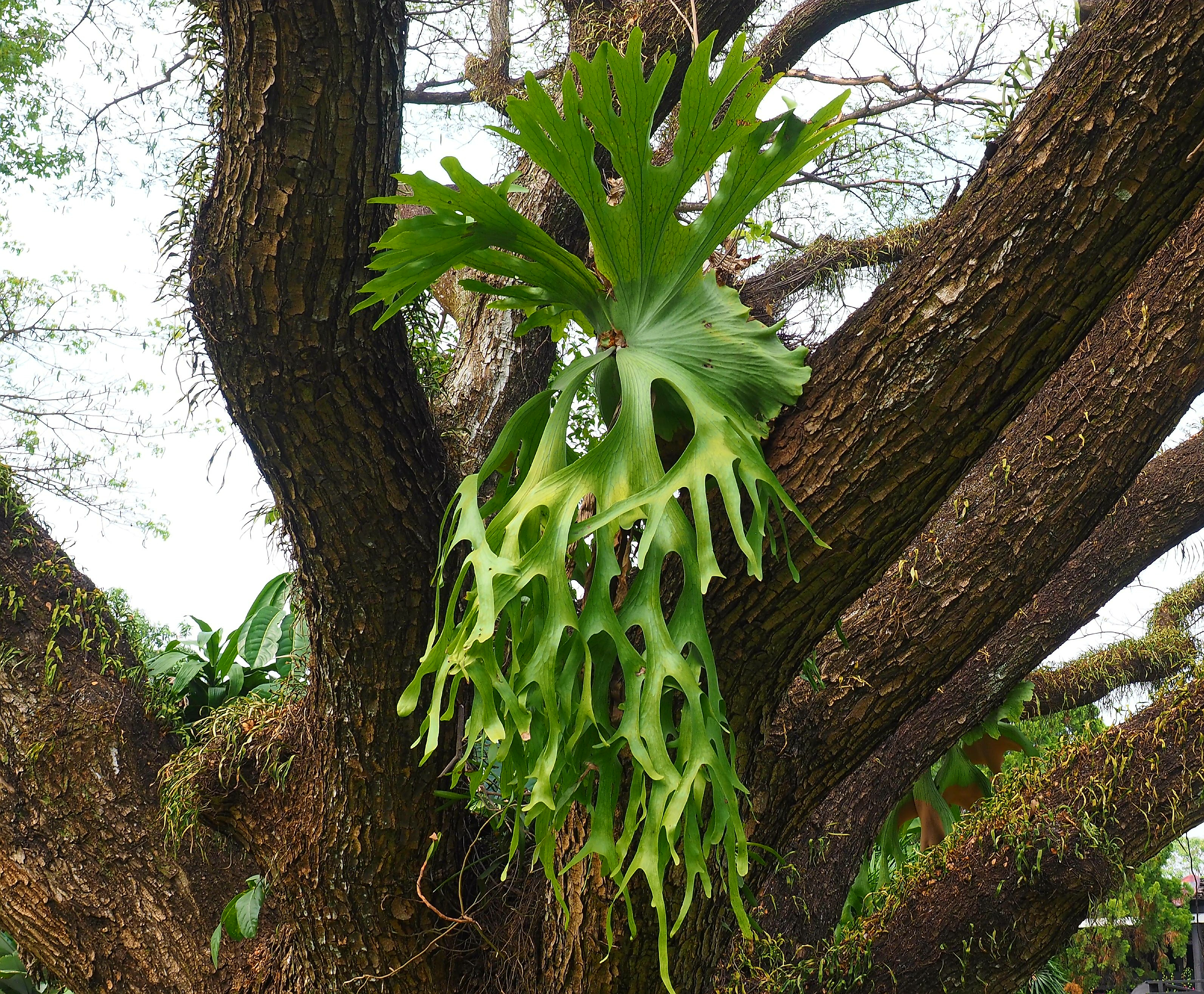 Boston Fern Plant 3 Plants Root Shade Loving Plant Low Growing Zone 4 8 Gardening Patio Lawn Garden Fcteutonia05 De