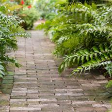 Ferns and Brick Walkway