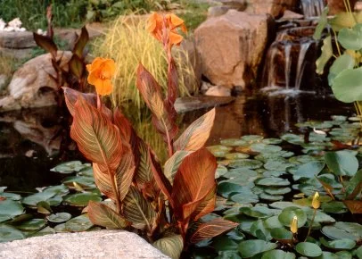 Canna Lily: Canna Lily Care Guide | HGTV