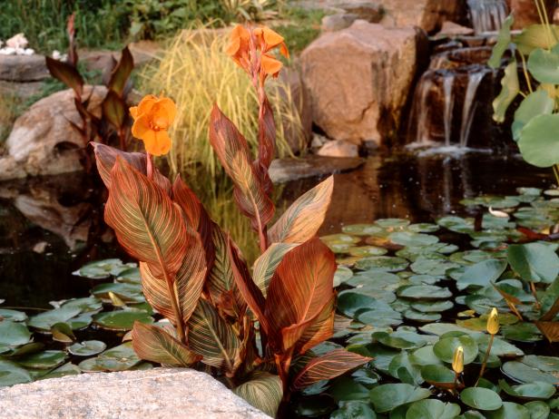 Tropicanna Canna Lily