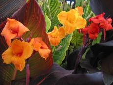 Canna Lily Flowers