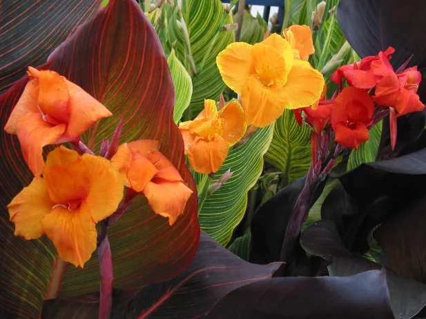 Canna Lily Flowers