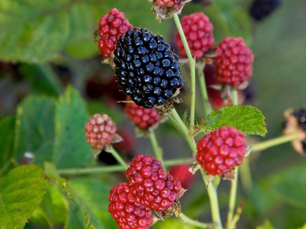 How To Grow Blackberries | HGTV