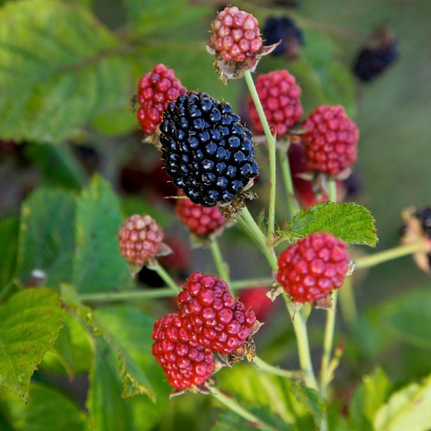 How To Grow Blackberries | HGTV