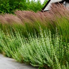 Detailed View of Ornamental Grasses