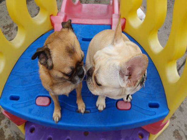 Indoor pet play area online