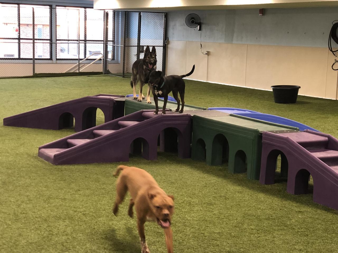 Indoor shop puppy playground