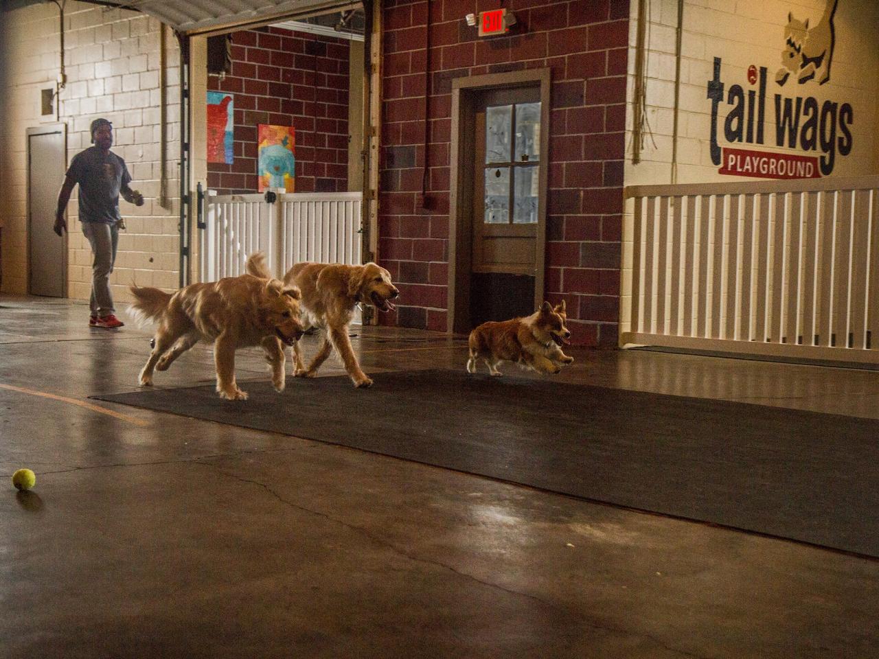 Annie's indoor shop dog park