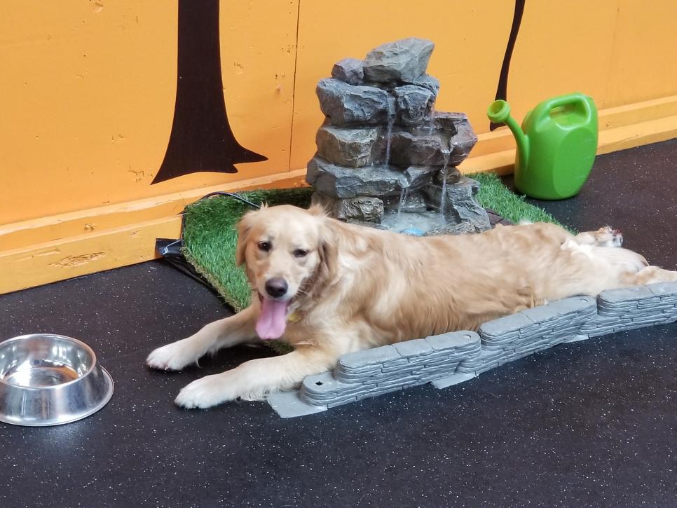10 Incredible Indoor Dog Parks HGTV