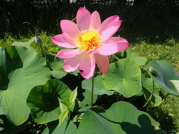 Nelumbo nucifera Fragrant Lotus or Sacred Lotus