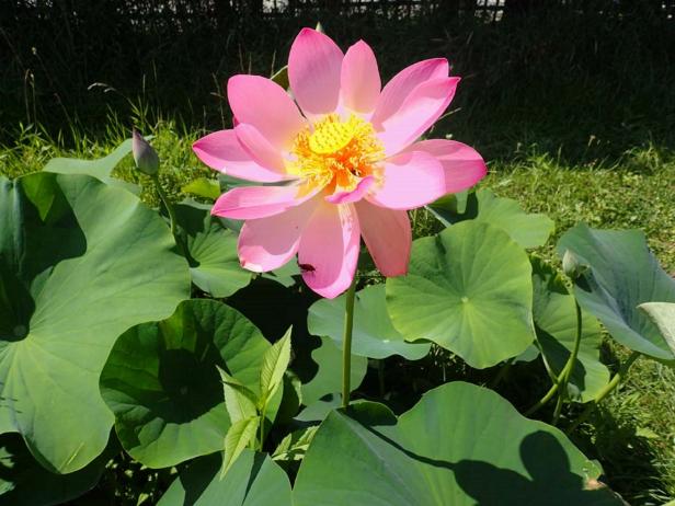 Nelumbo nucifera Fragrant Lotus or Sacred Lotus