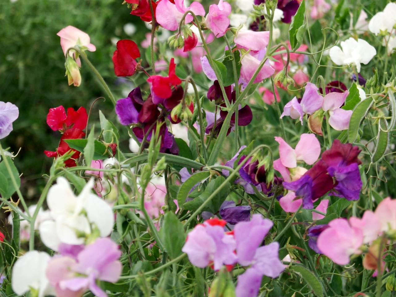 Planting Annuals: When and How To Plant Annual Flowers | HGTV