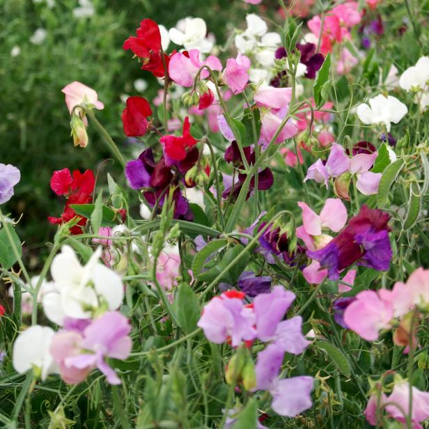 Fragrant Sweet Peas