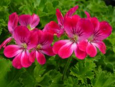 Scented Geranium Lime Pink Champagne