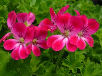 Scented Geranium Lime Pink Champagne