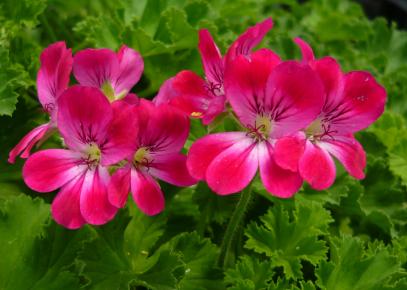 rose scented geraniums for sale