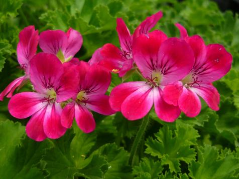 How to Grow and Use Scented Geraniums