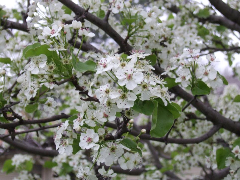 27 Flowering Trees for Year-Round Color | HGTV